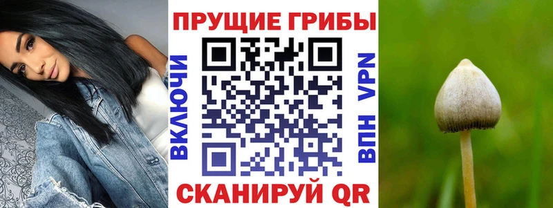 omg маркетплейс  Тихорецк  Галлюциногенные грибы Cubensis 